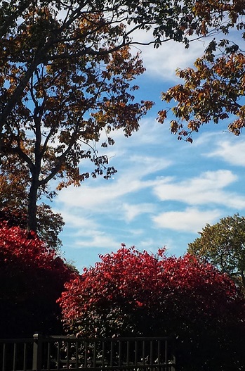 beautiful trees resized